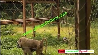 Naughty Encounter In The Zoological Park Of The Country In Mboa.  Xvideos Exclusive